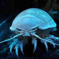 Tiefsee Isopod <br/>Foto von coda