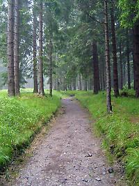Der Rennsteig im Thüringer Wald